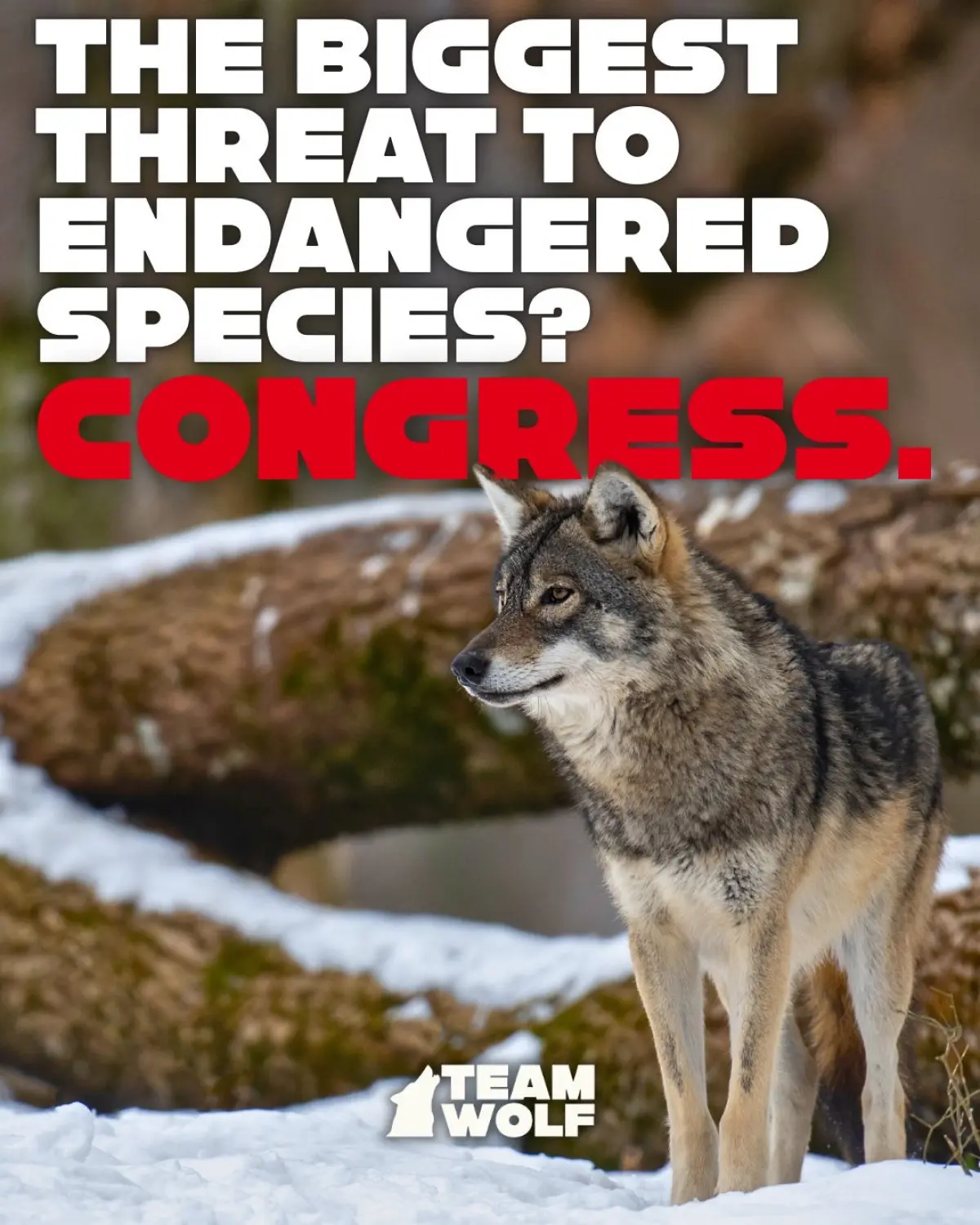 Ally Walker Urges Reps To Protect The Wolf Ally Walker calls for rapid efforts to protect endangered wolves as lawmakers must act now!!