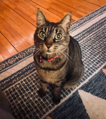 Amy Miller’s Cat Miepz Turns 19