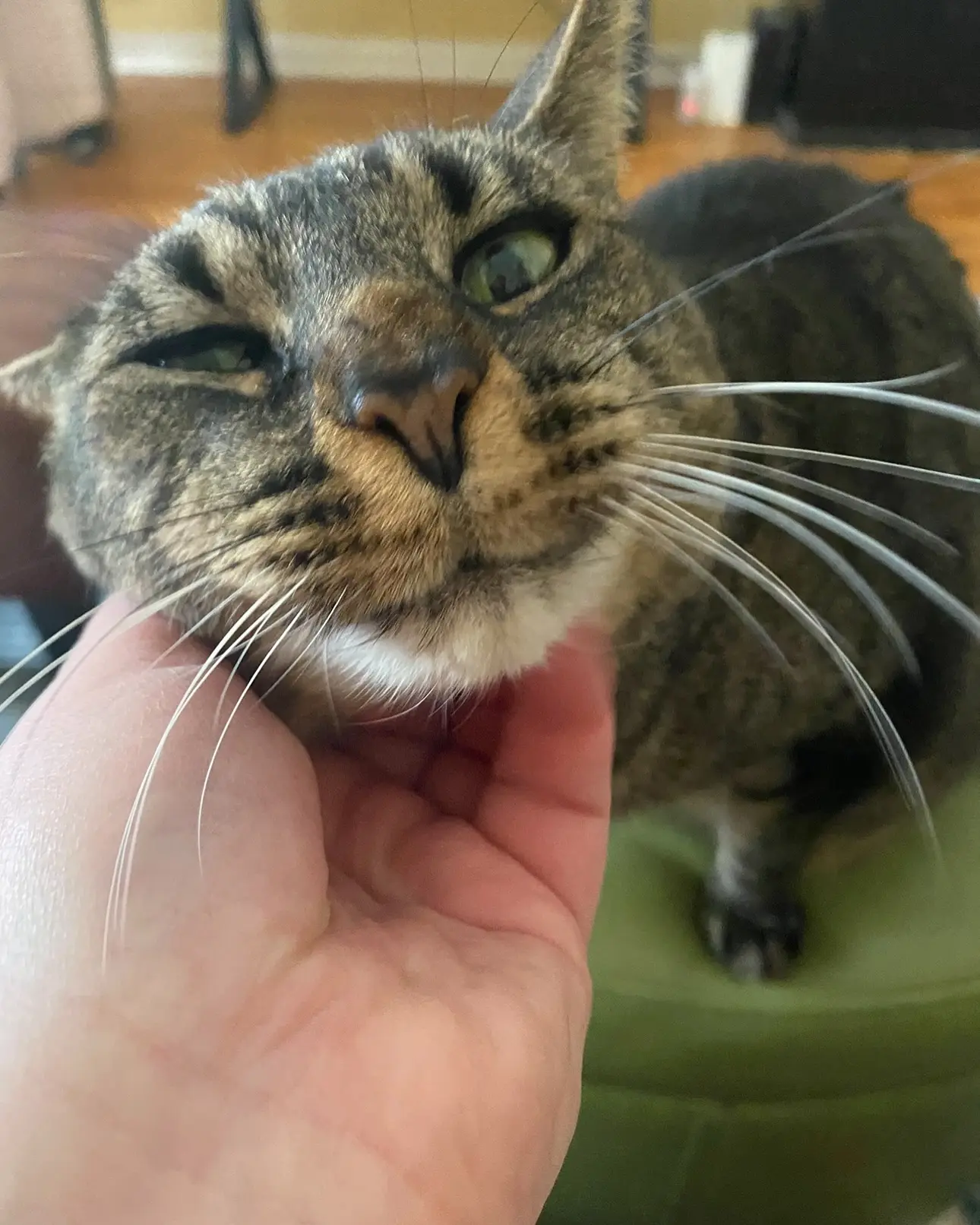 Amy Miller’s Cat Miepz Turns 19
