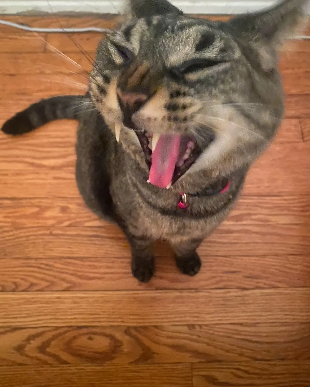 Amy Miller’s Cat Miepz Turns 19