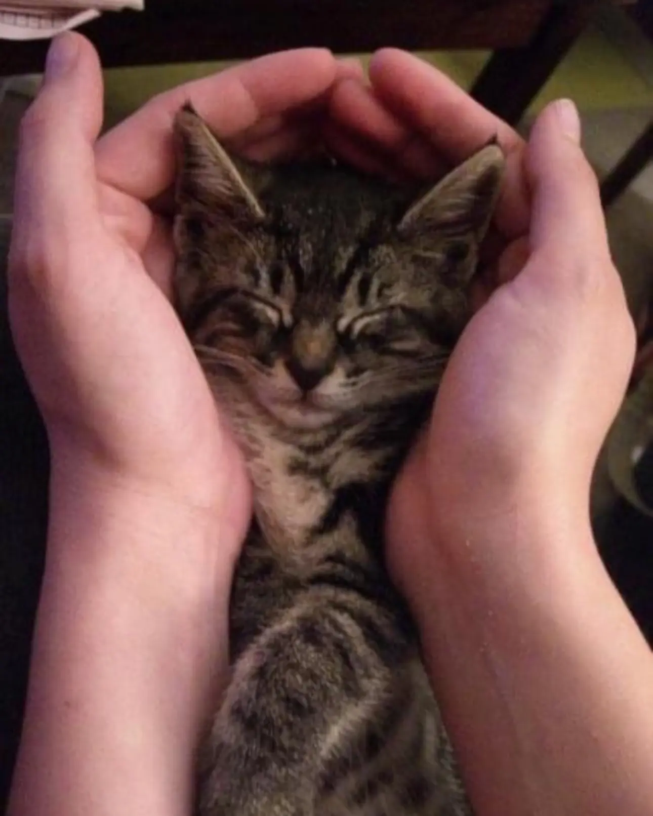 Amy Miller’s Cat Miepz Turns 19