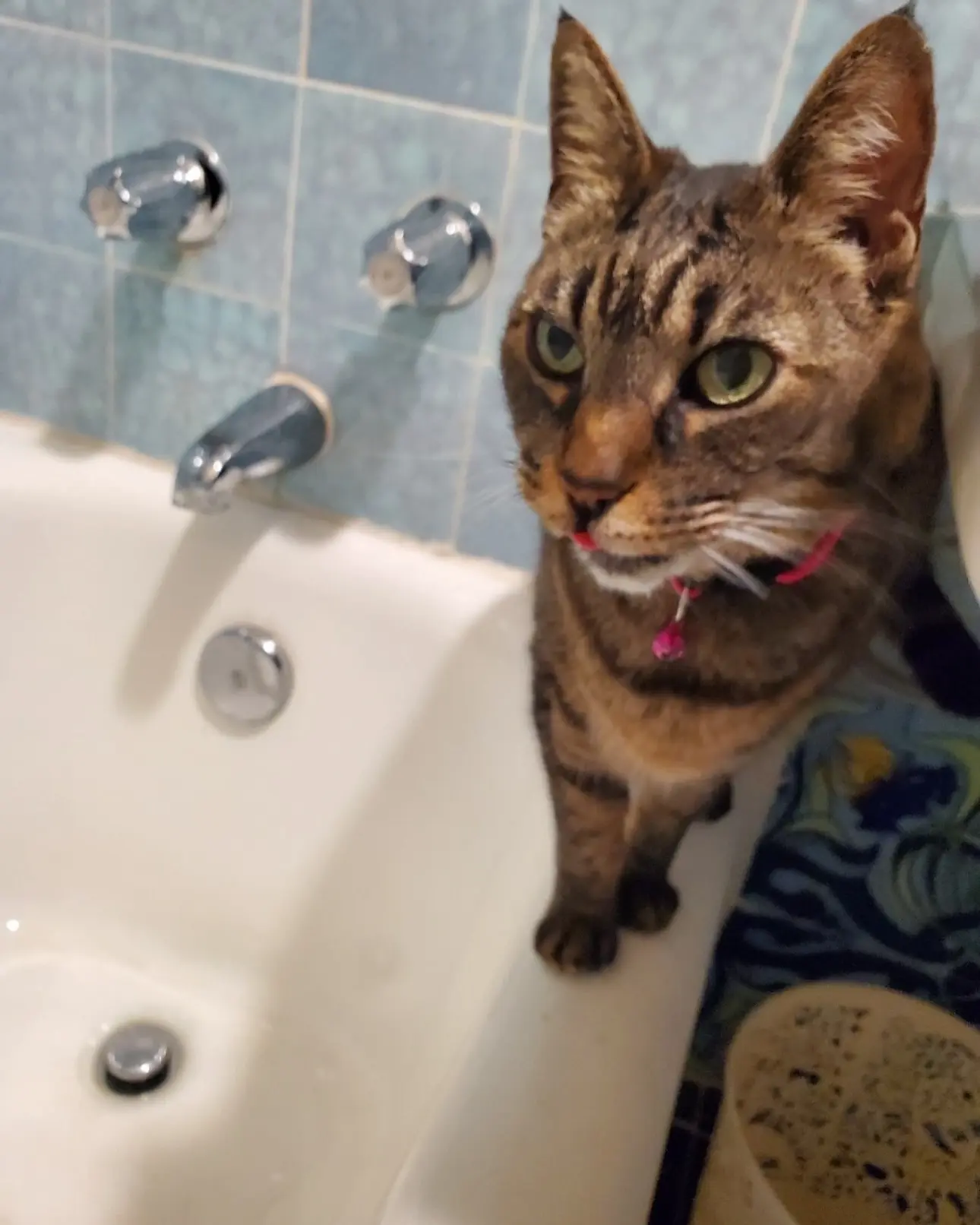 Amy Miller’s Cat Miepz Turns 19