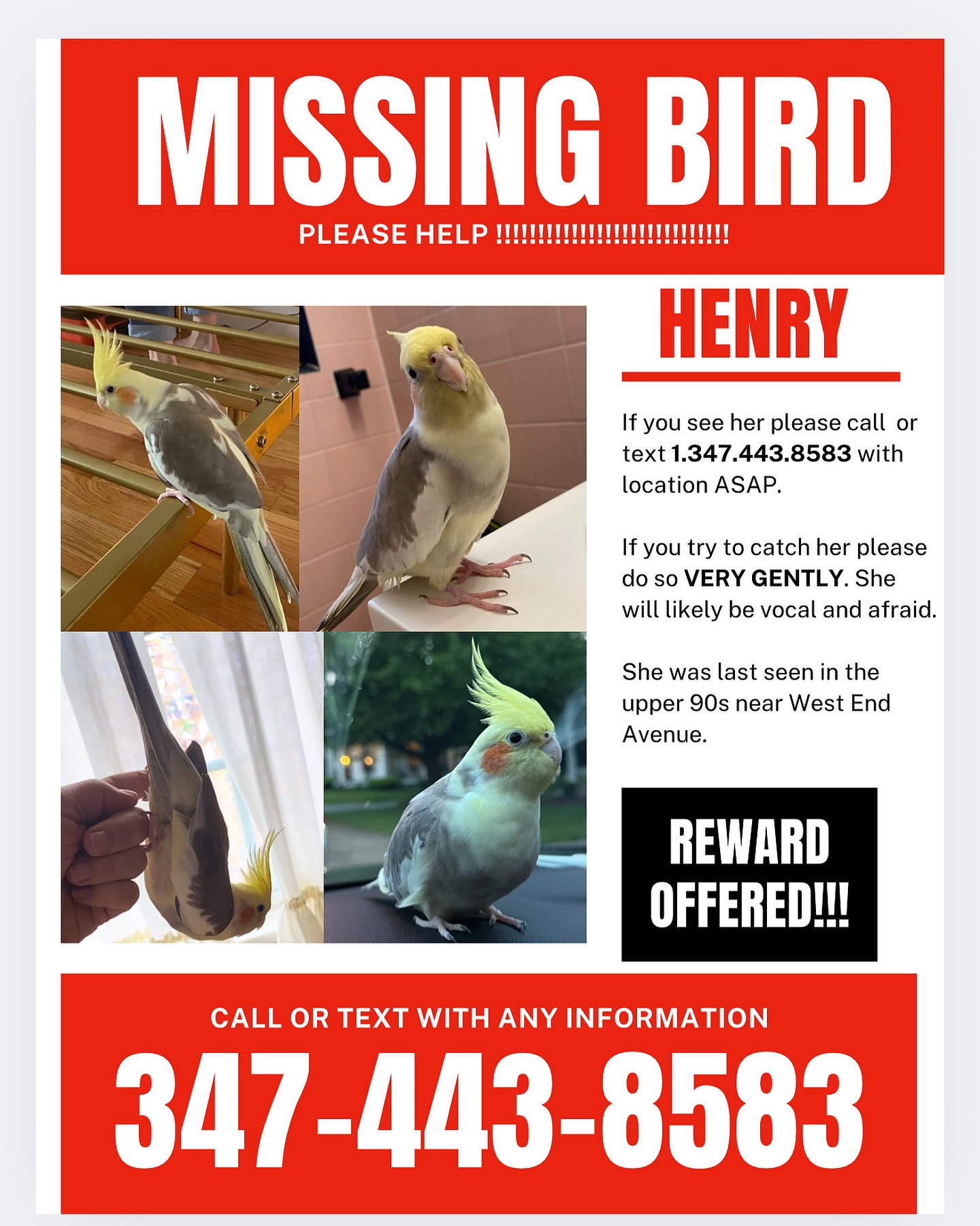 Dancer Angela Trimbur pleads as her pet escapes amid chaos on UWS in NYC tonight - help!!
