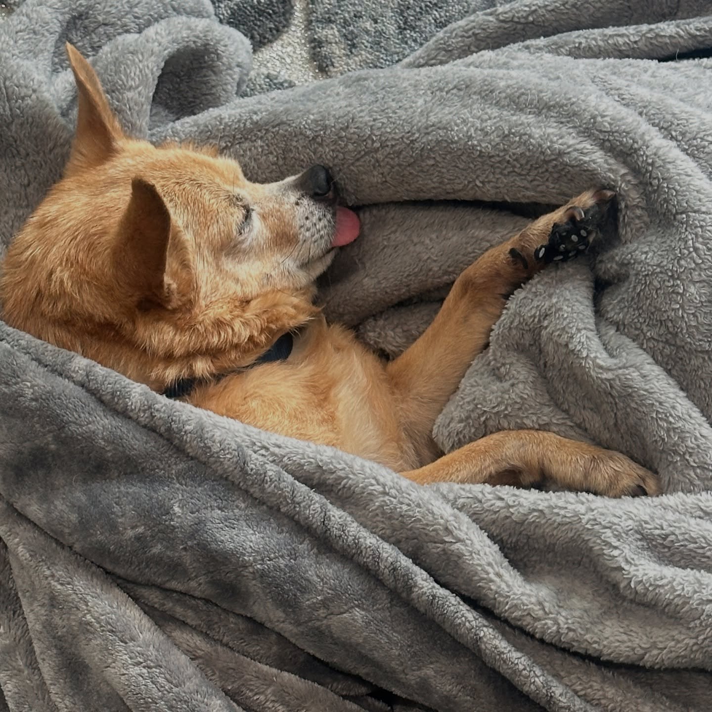 Anjali Bhimani Celebrates Her Rescue Pup’s Rest Day Actress highlights a serene moment with beloved rescue pup Charley, taking a quiet pause.!!