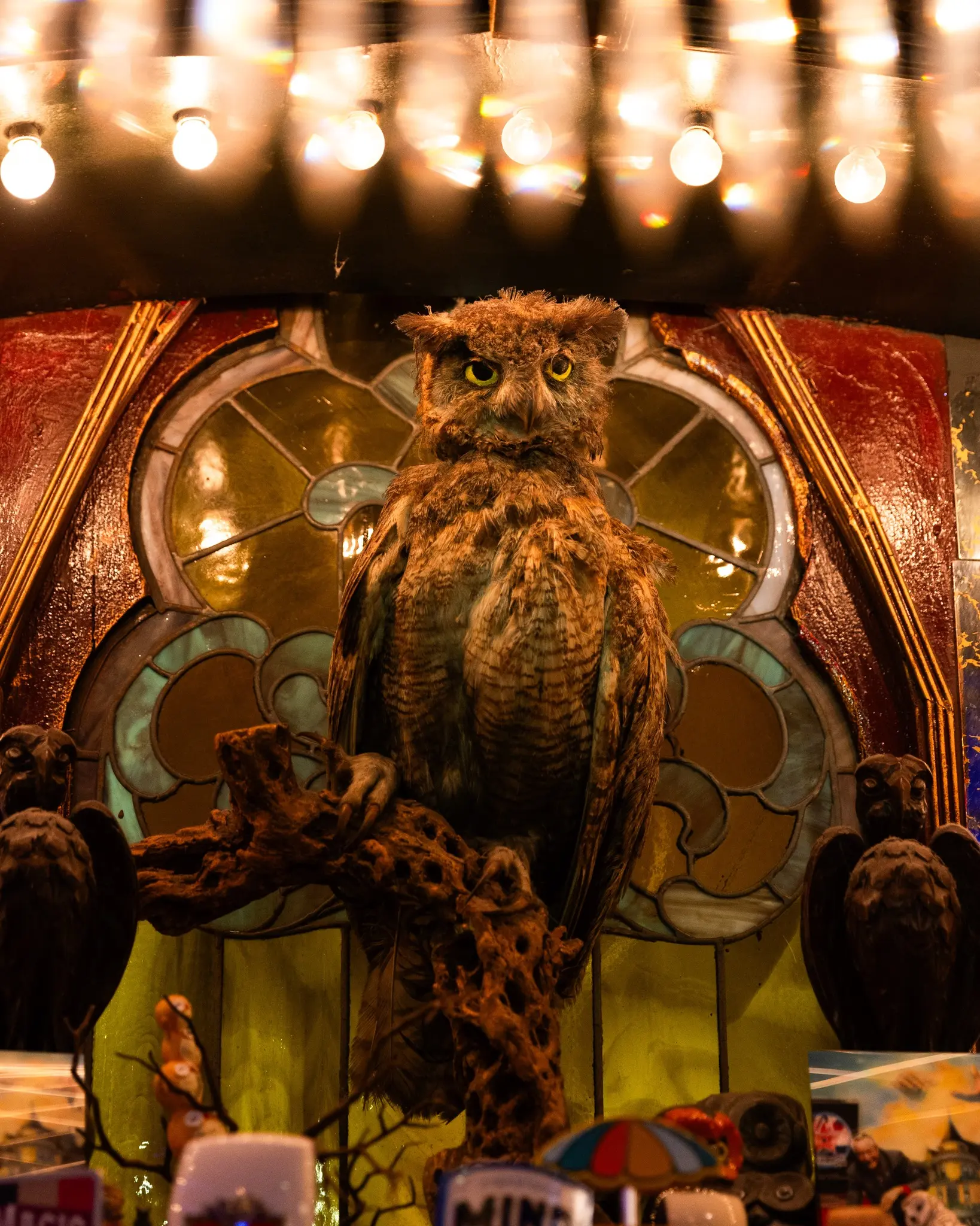 Archimedes Welcomes Guests At Hollywood Magic Castle Legendary owl Archimedes greets guests with magical charm at iconic Hollywood venue today!
