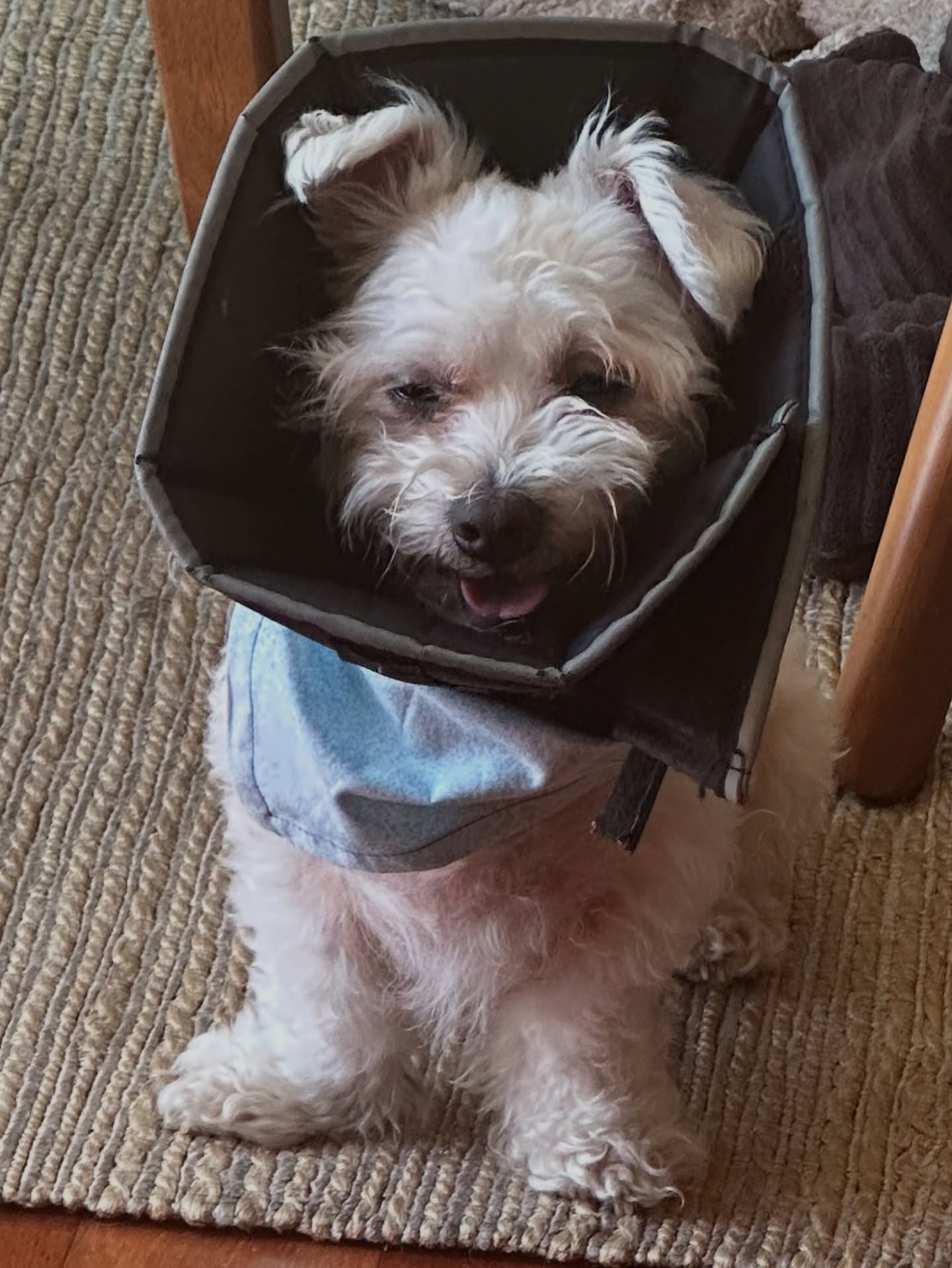 Avital Ash Celebrates National Rescue Dog Day With New Adoptions