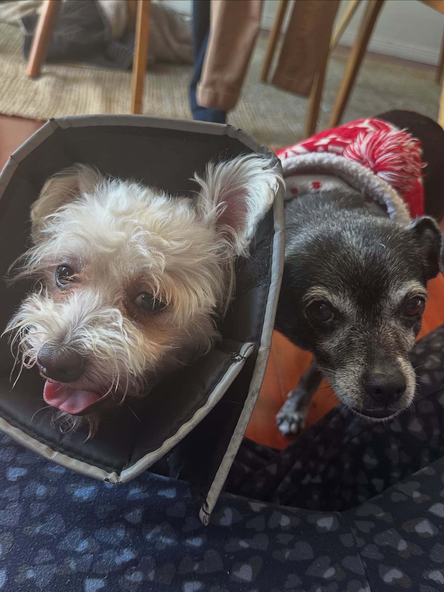 Avital Ash Celebrates National Rescue Dog Day With New Adoptions