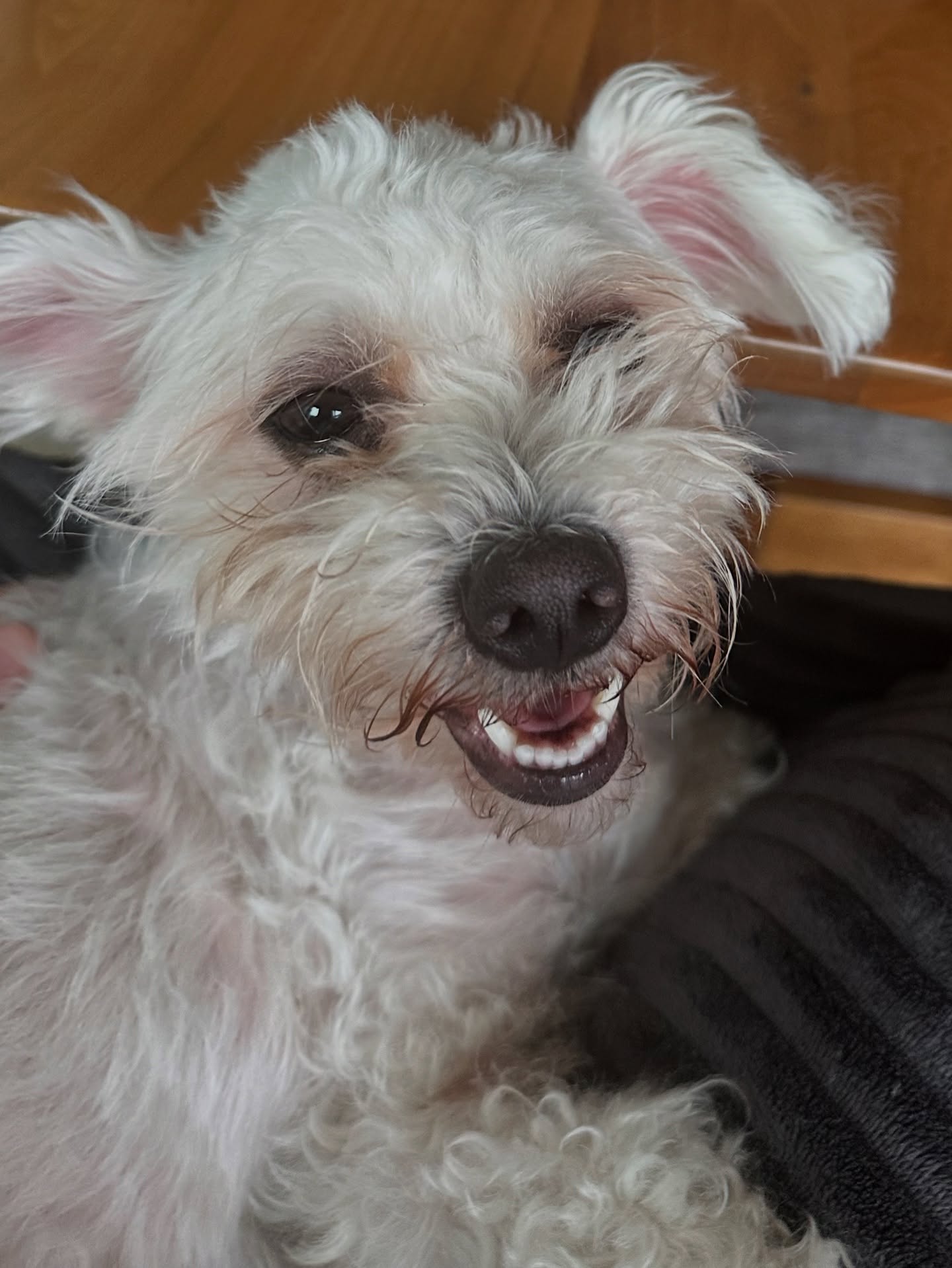 Avital Ash Celebrates National Rescue Dog Day With New Adoptions