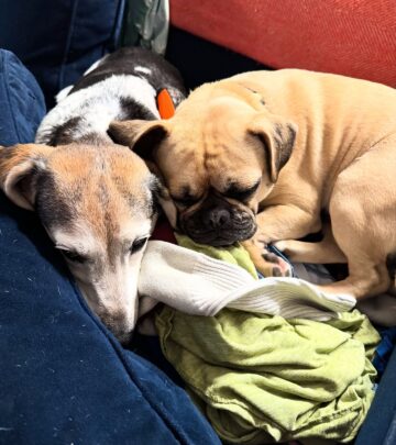 After a hospital check, the canine joins Winnie’s pile—quirky, sweet and utterly charming.