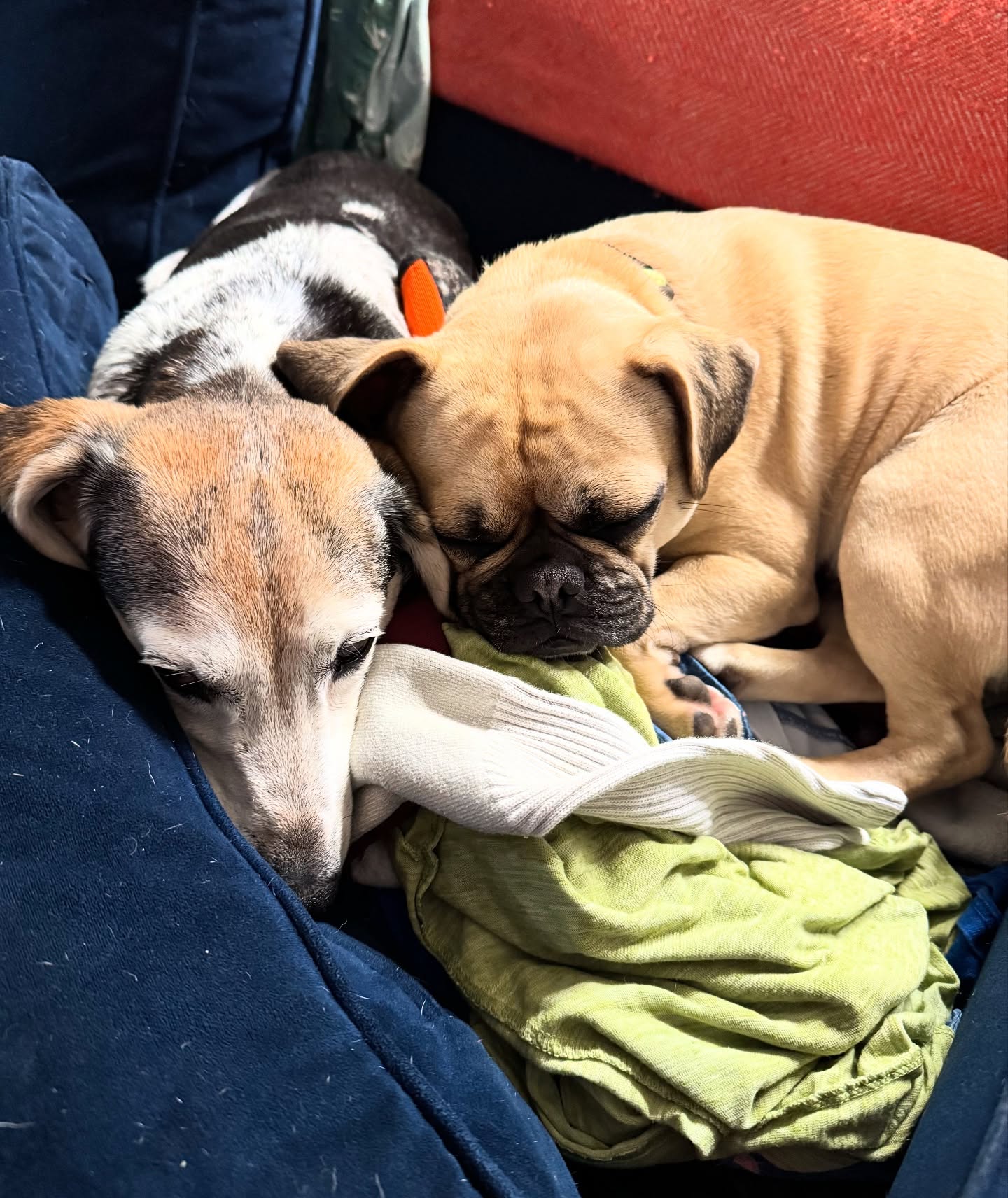 Bagel Returns: Vet Visit Sparks Cozy Pet Reunion After a hospital check, the canine joins Winnie’s pile—quirky, sweet and utterly charming.