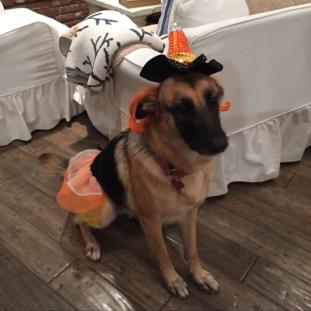 Beloved Dog River Passes Away At 15