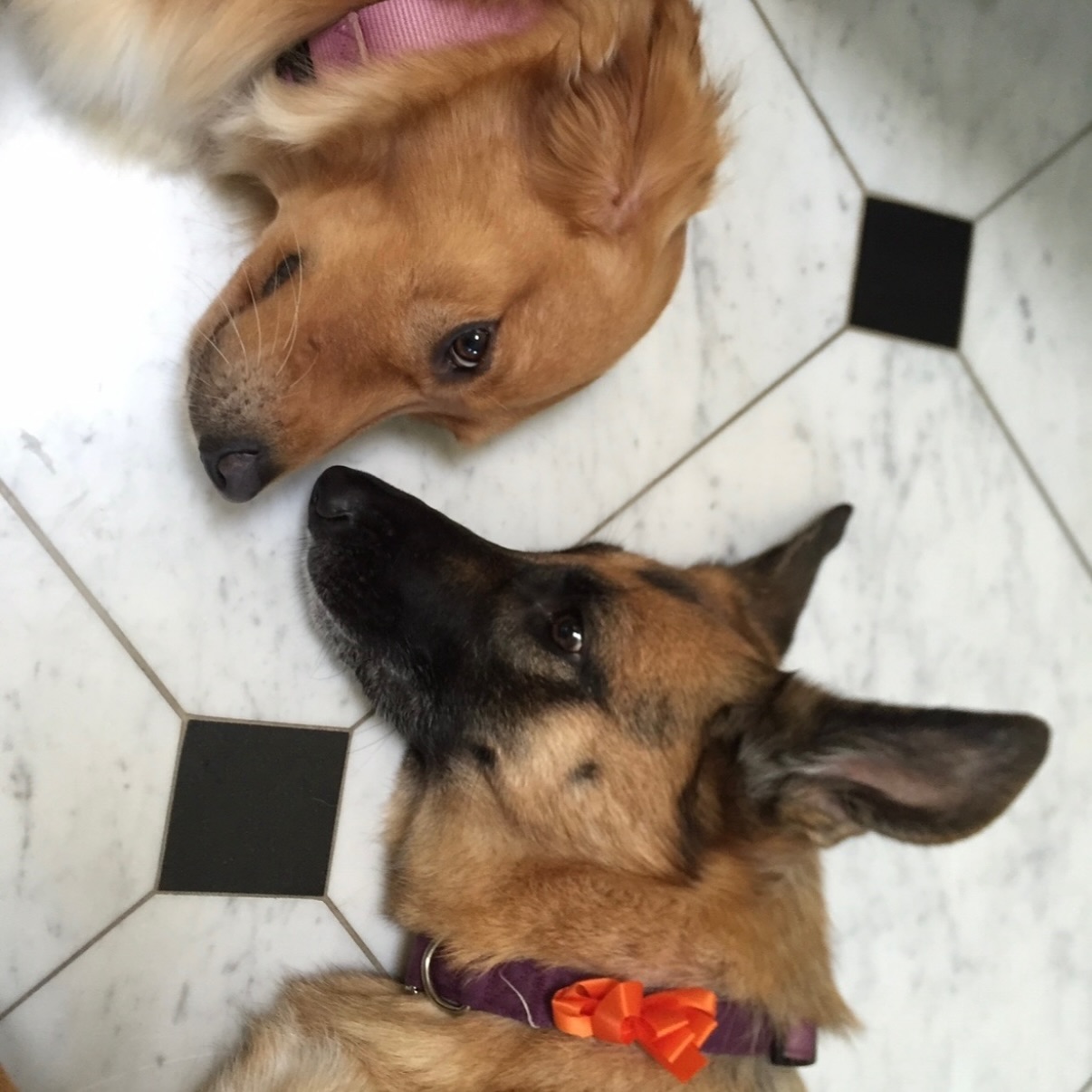 Beloved Dog River Passes Away At 15