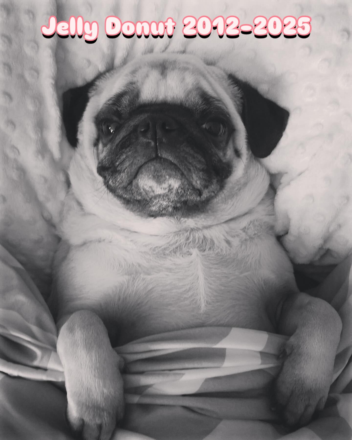 Beloved Pug Jelly Donut Passes Away Suddenly Acting in love and loss, Stephen Kramer Glickman mourns his 13-year-old pug, Jelly Donut!!