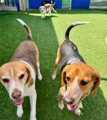 Ben Wells Celebrates National Rescue Dog Day with His Rescue Beagles