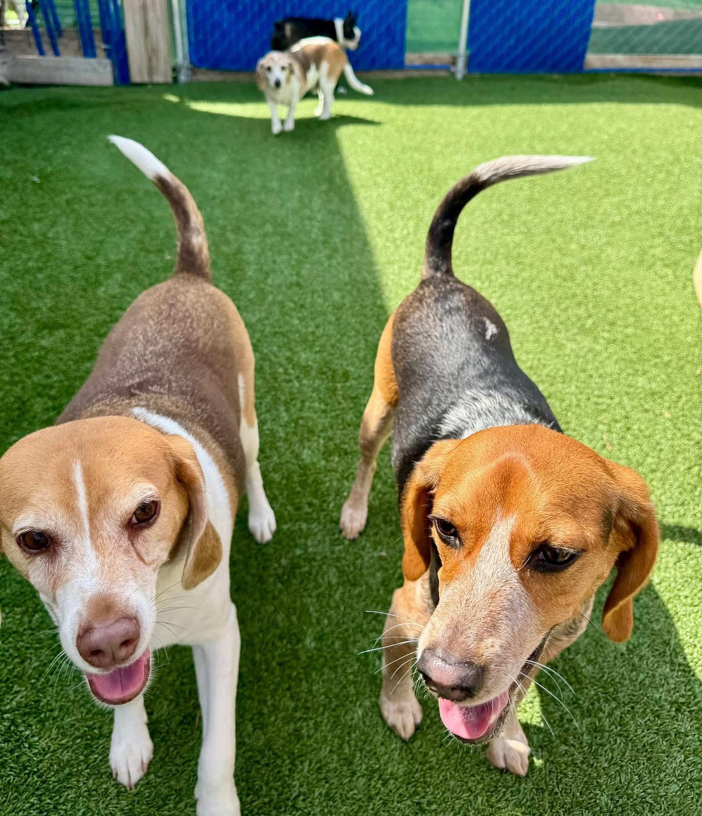 Ben Wells Celebrates National Rescue Dog Day with His Rescue Beagles Clark, Sunny Pearl and Henry unite in a heartfelt nod to dog adoption and rescue awareness