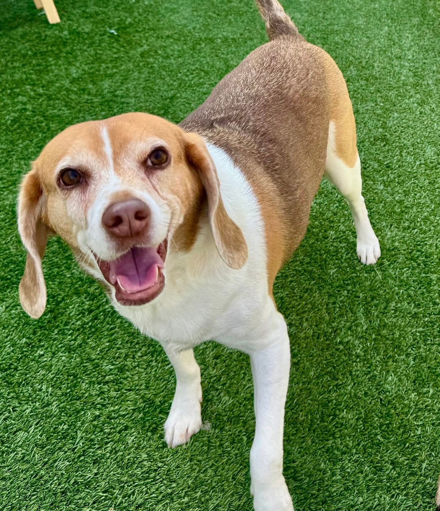 Ben Wells Celebrates National Rescue Dog Day with His Rescue Beagles