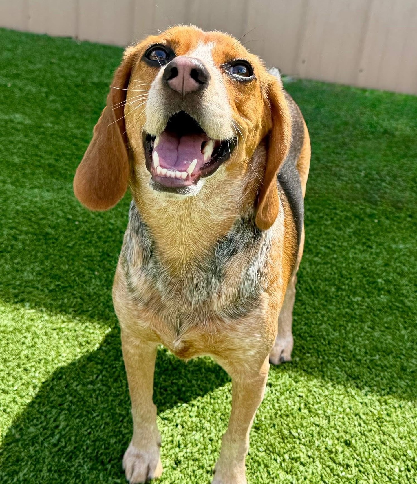 Ben Wells Celebrates National Rescue Dog Day with His Rescue Beagles