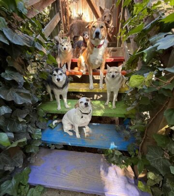 Billie Joe Armstrong Shares Pack Photo of His Dogs