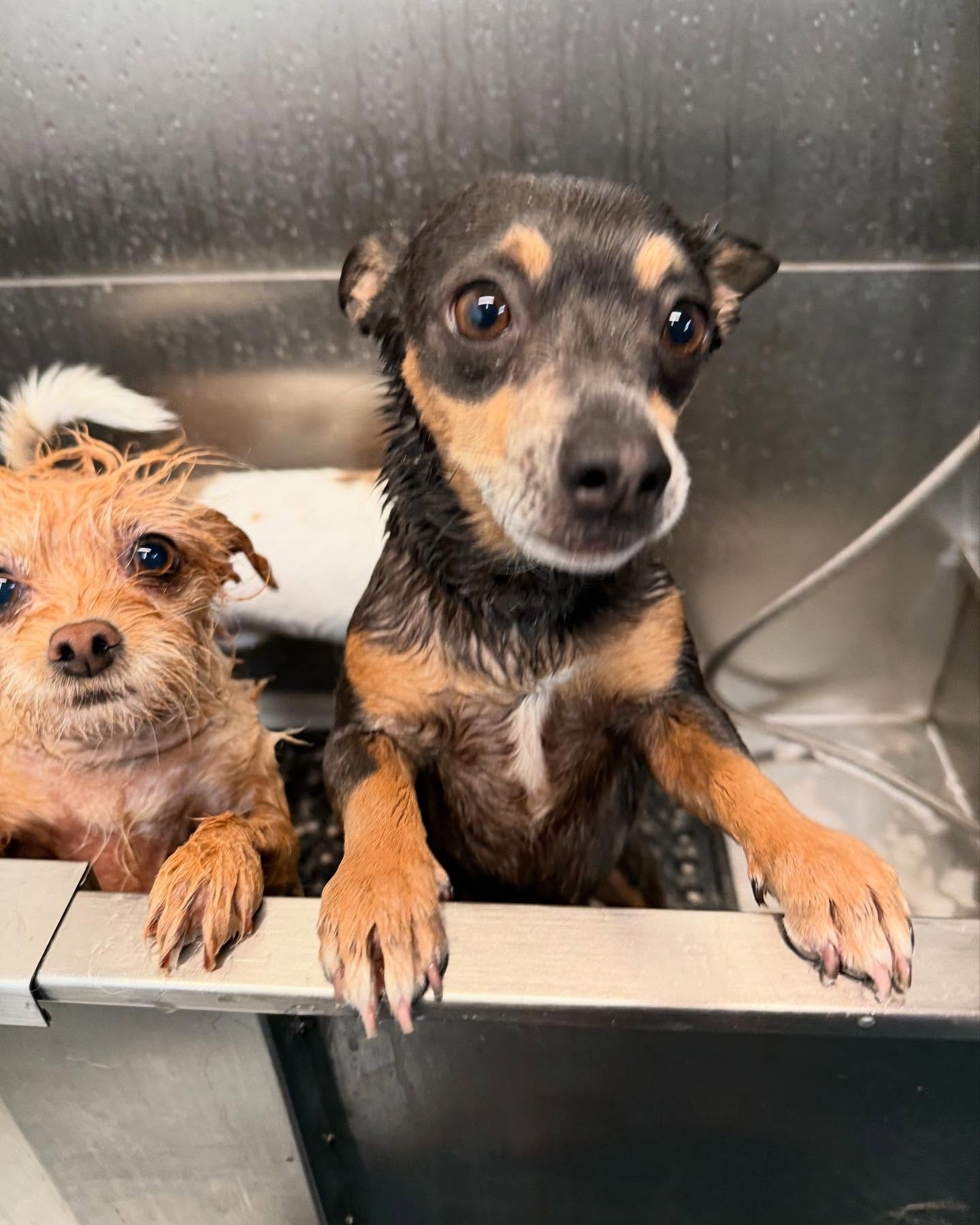 Billie Joe Armstrong’s Warm Heart: Littles Bath & South America The Green Day frontman shares a tender moment and hints at a South American adventure soon.