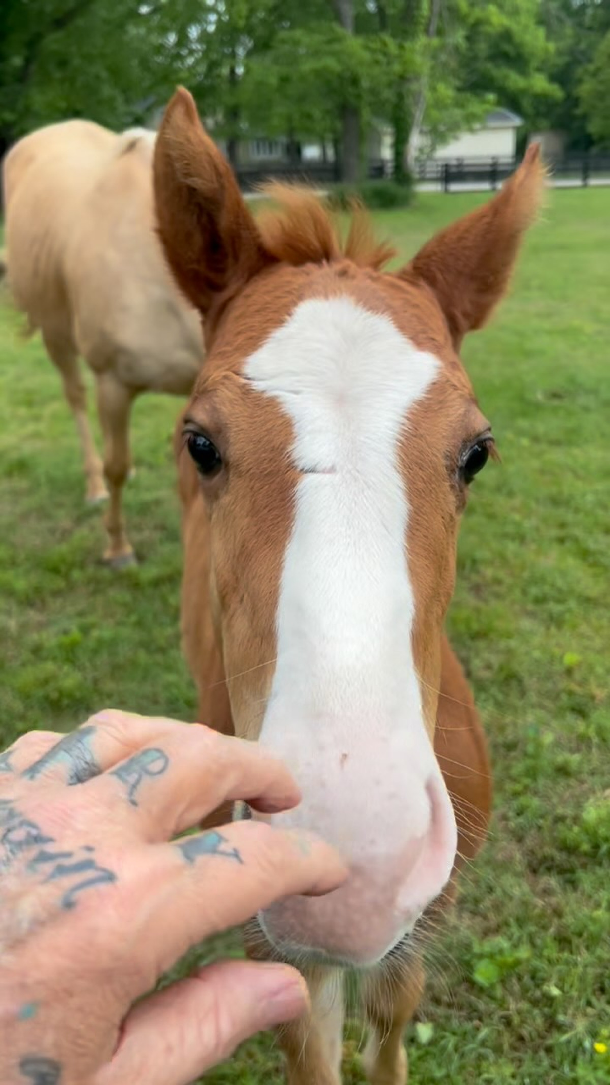Billy Ray Cyrus Introduces His New Horse, Sky Billy Ray Cyrus greets his audience with the vibrant introduction of Sky, his new horse!!!