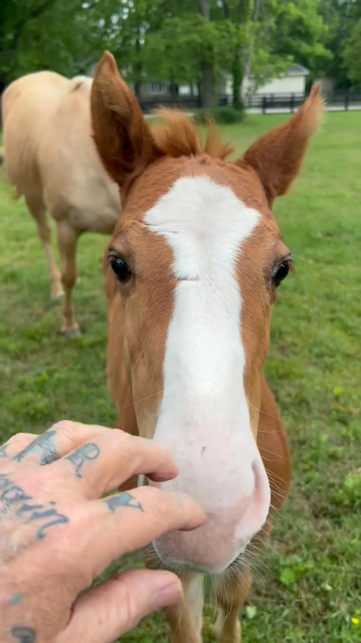 Billy Ray Cyrus greets his audience with the vibrant introduction of Sky, his new horse!!!