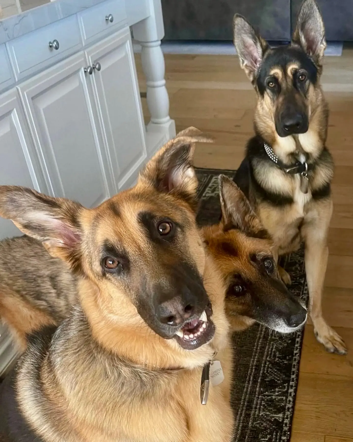 Rocking a tribute to his beloved canines, Bret Michaels marks German Shepherd Day globally
