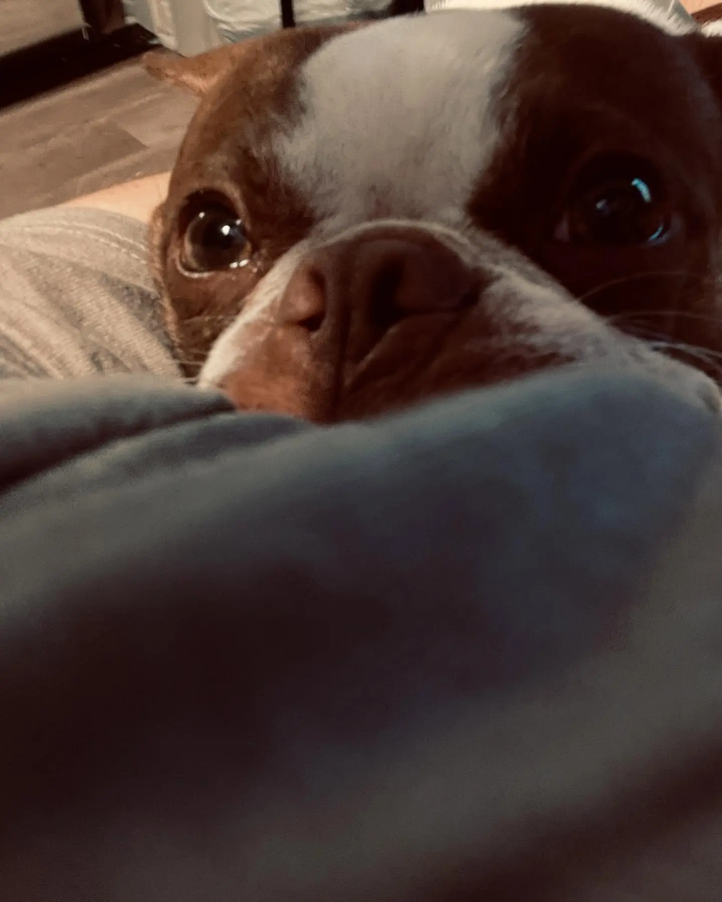 Brett Culbert’s Pup Reese Greets Fans With Good Mornin Actor posts selfie of his canine companion, a daily cheerful wake-up call to his followers