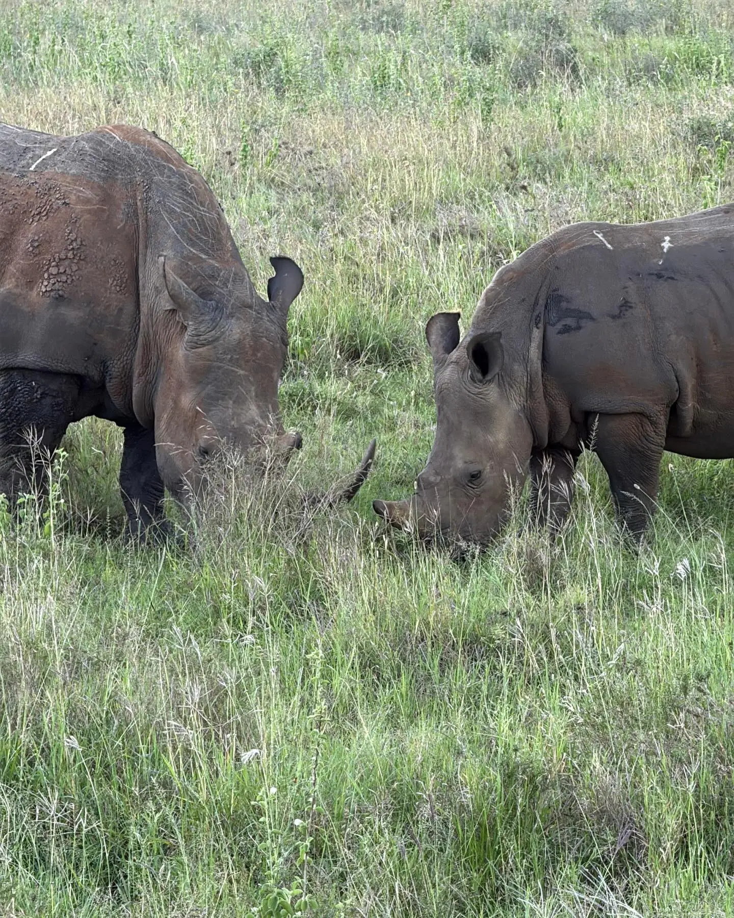 Brianna Fernandez Credits Kenyan Safari for Teaching Her to Slow Down