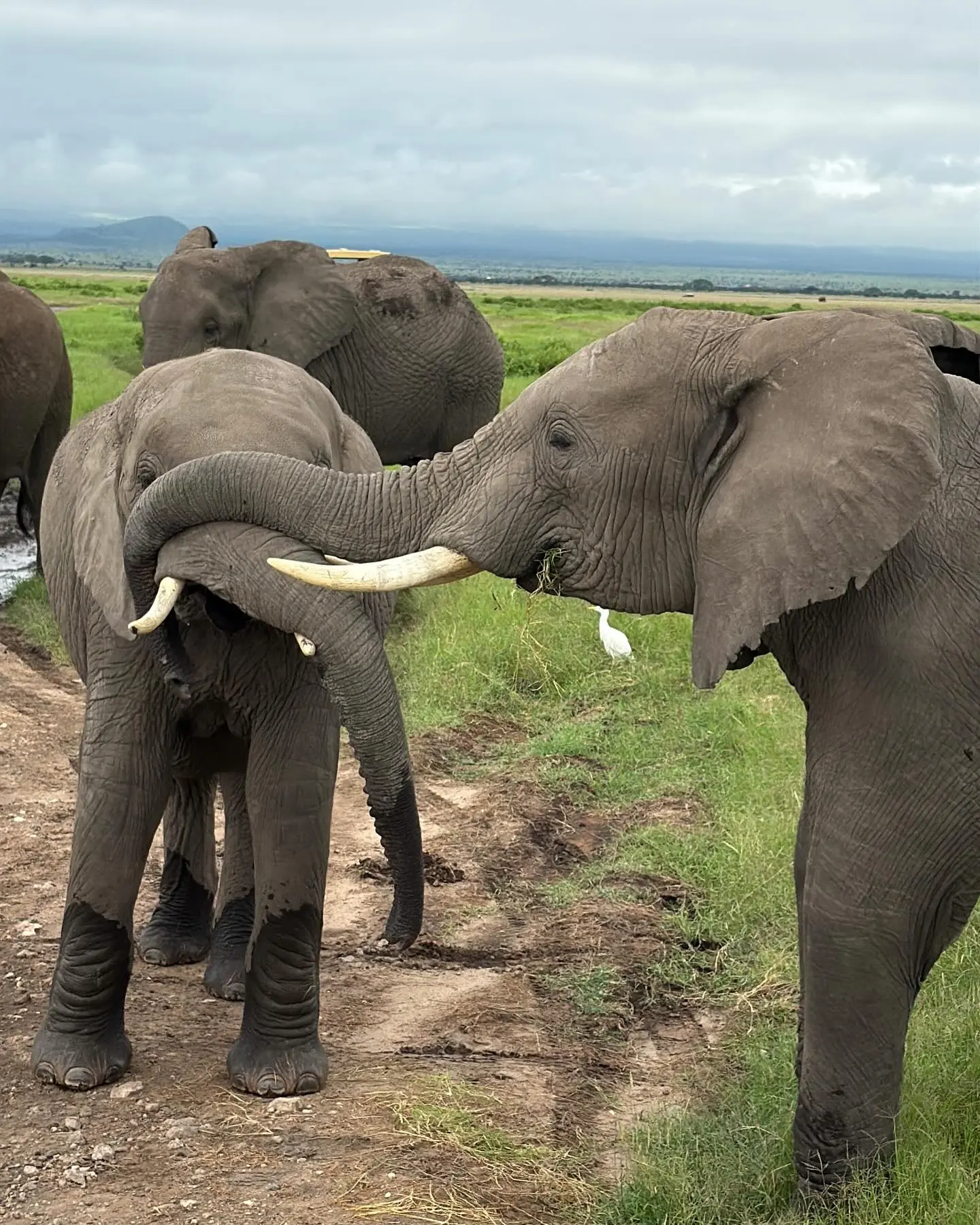 Brianna Fernandez Credits Kenyan Safari for Teaching Her to Slow Down