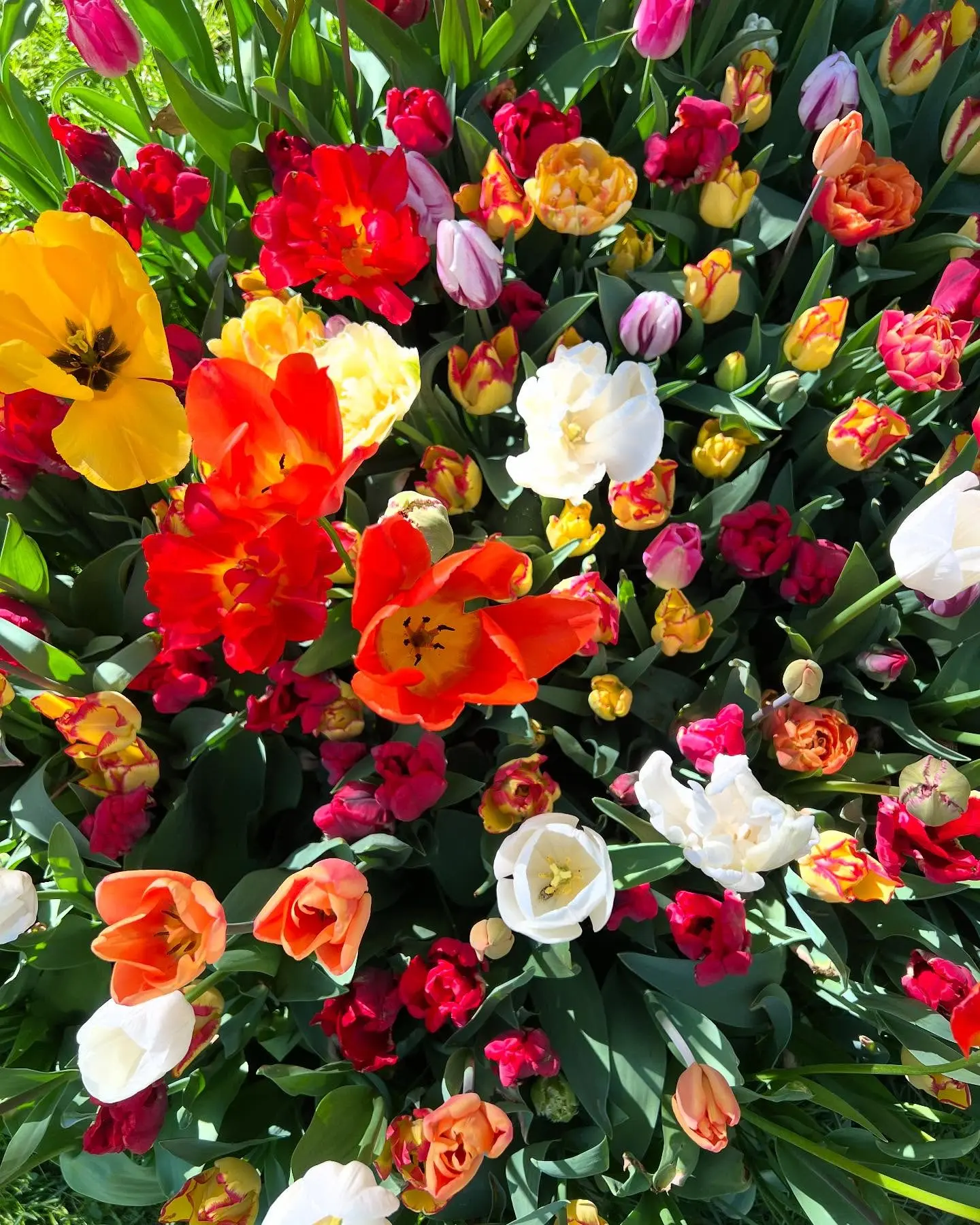 Caro Cult Shares Vibrant Spring Journey Moments of Motherhood, Crafting, and Sunshine Captured by Caro Cult This Spring, Live On.!!