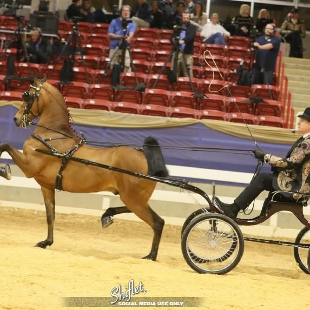 Fashion, flair, and country charm mix at WP Uplifting’s Asheville Saddlebred Classic event