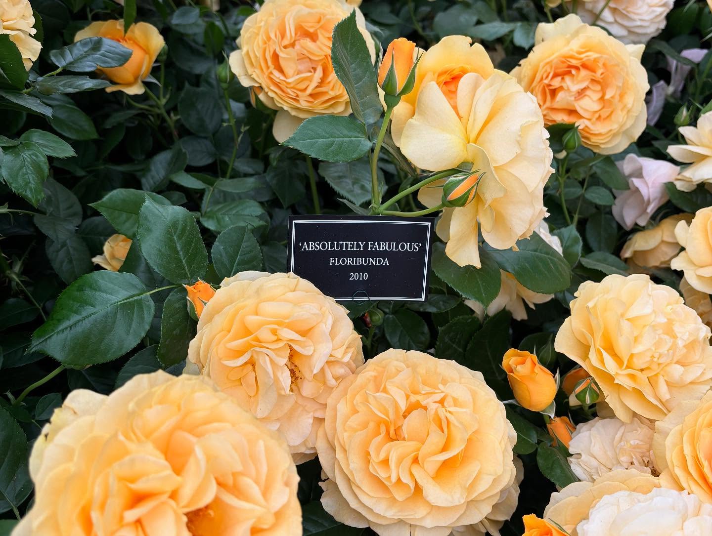 Chelsea Flower Show 2025 Highlights Paul Hollywood