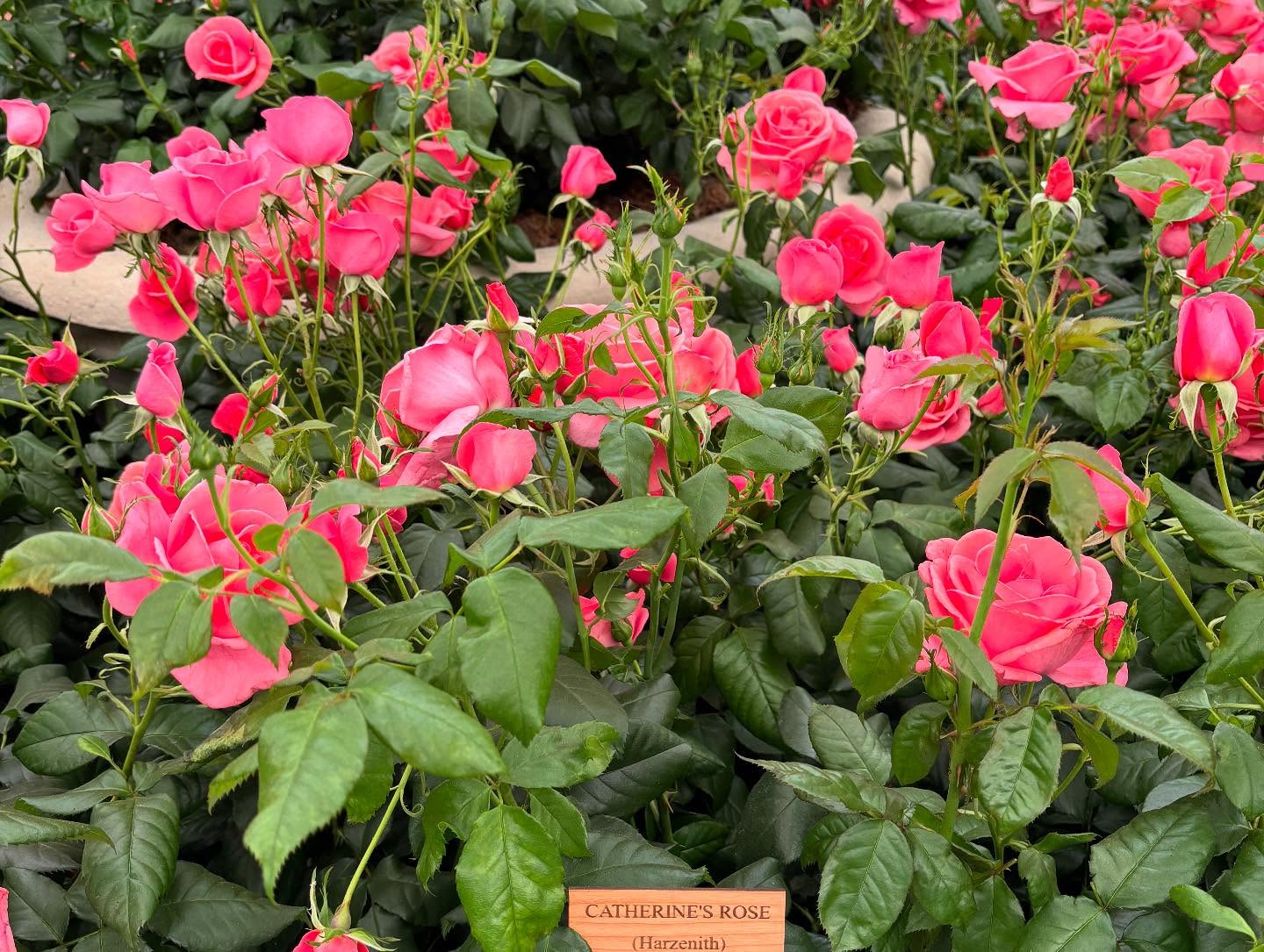 Chelsea Flower Show 2025 Highlights Paul Hollywood