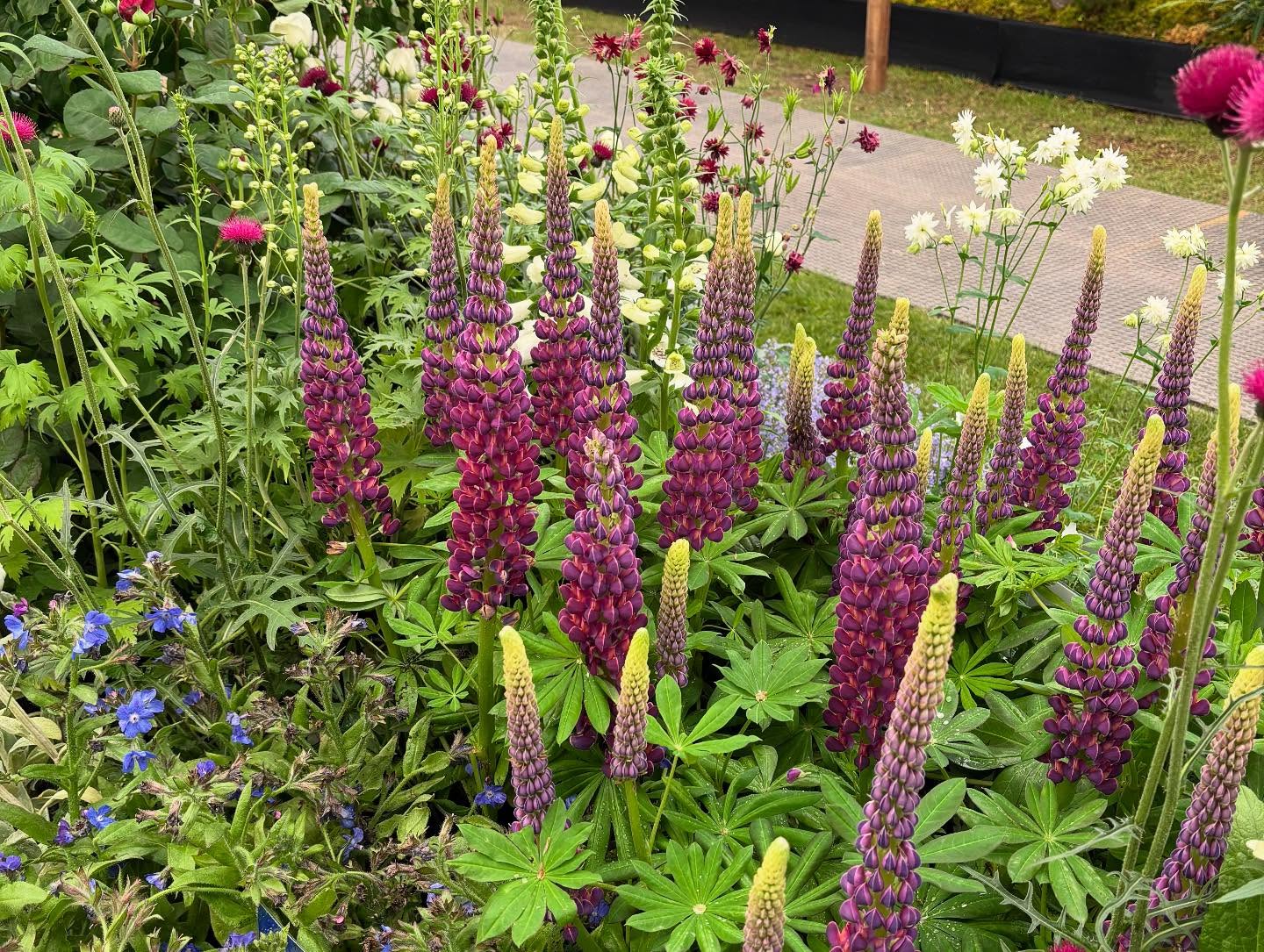 Chelsea Flower Show 2025 Highlights Paul Hollywood