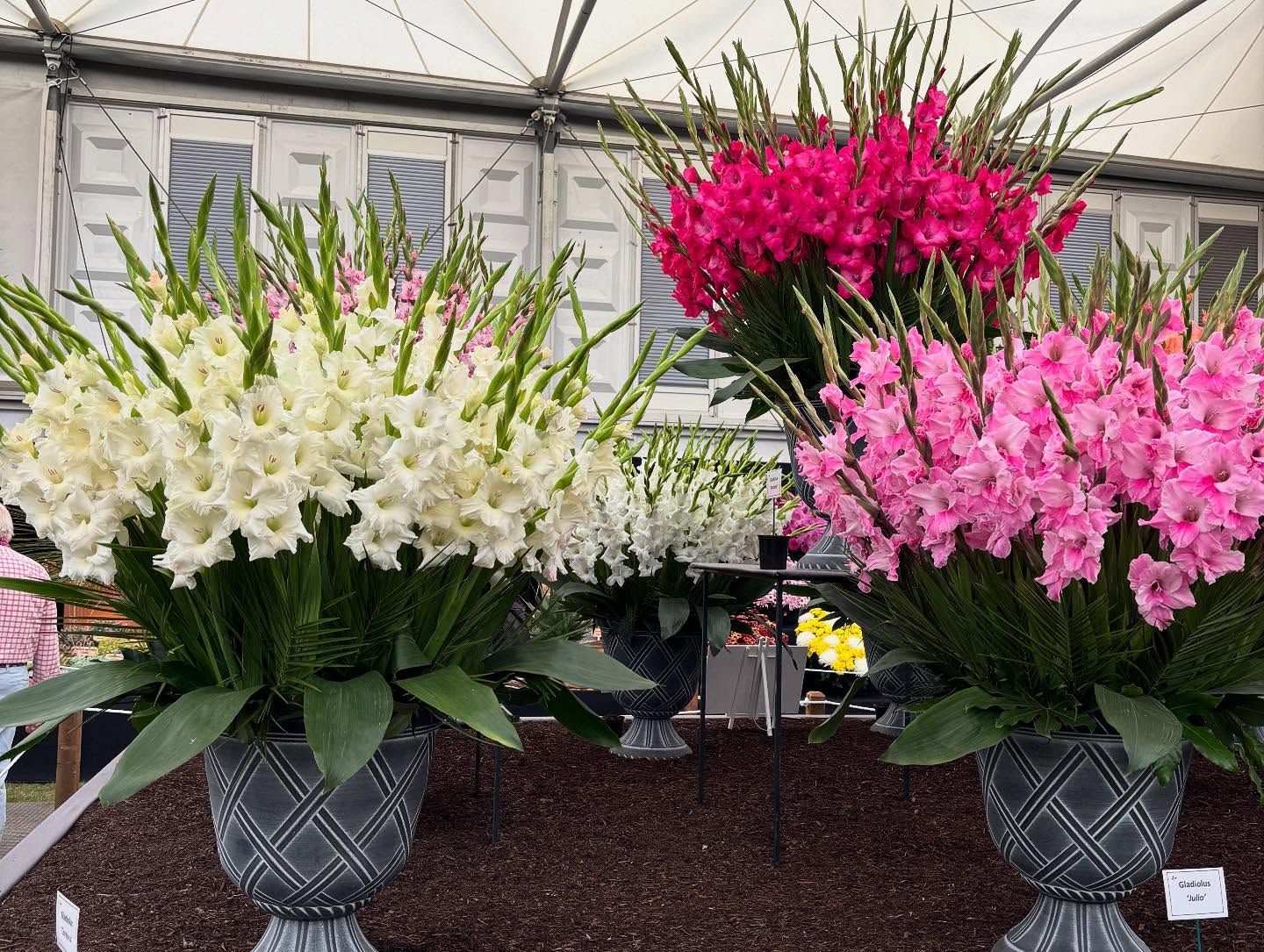 Chelsea Flower Show 2025 Highlights Paul Hollywood