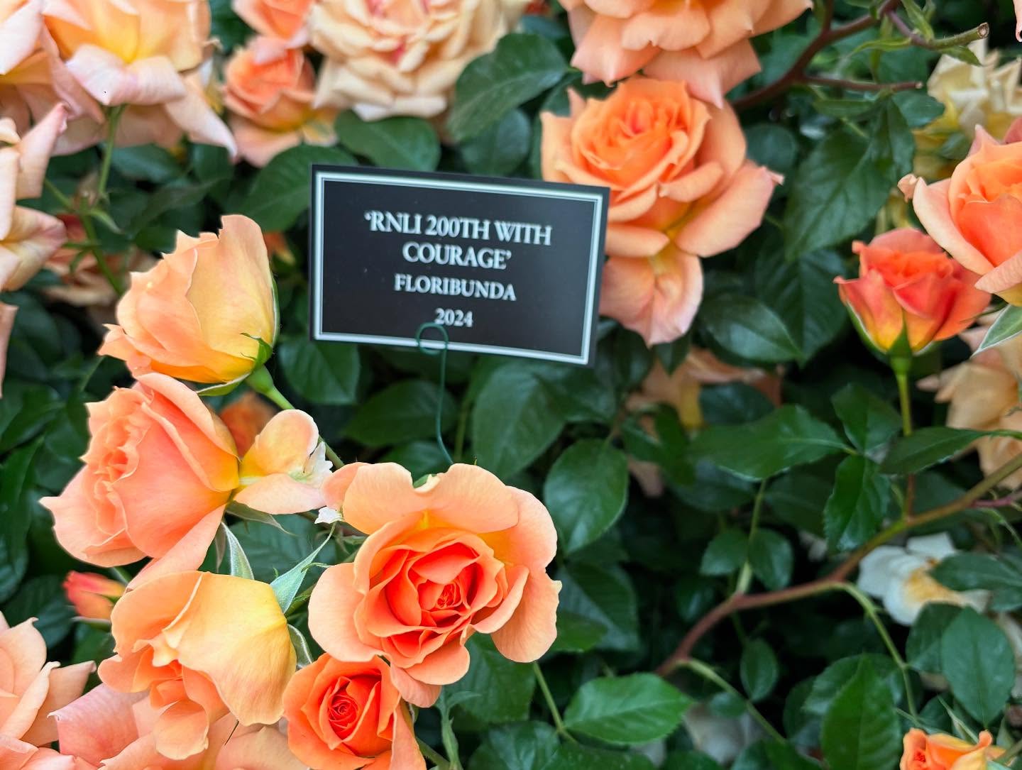 Chelsea Flower Show 2025 Highlights Paul Hollywood