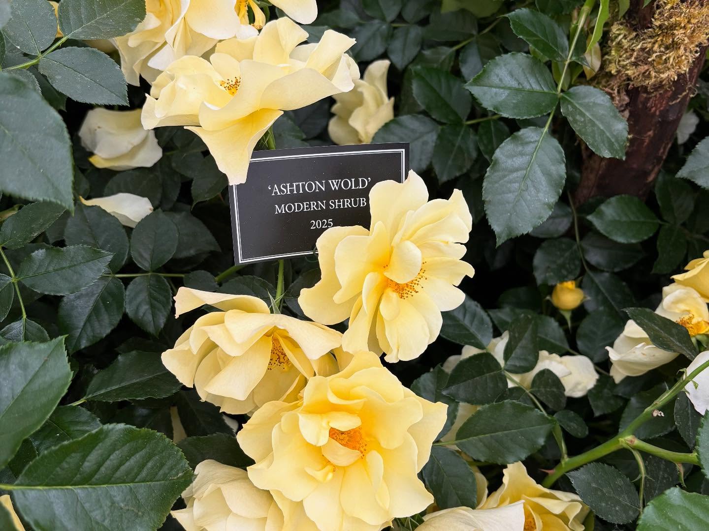 Chelsea Flower Show 2025 Highlights Paul Hollywood