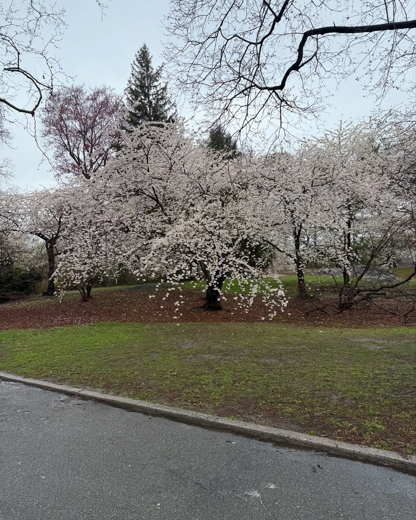 Christian J. Simon Braves NYC Rain at Central Park