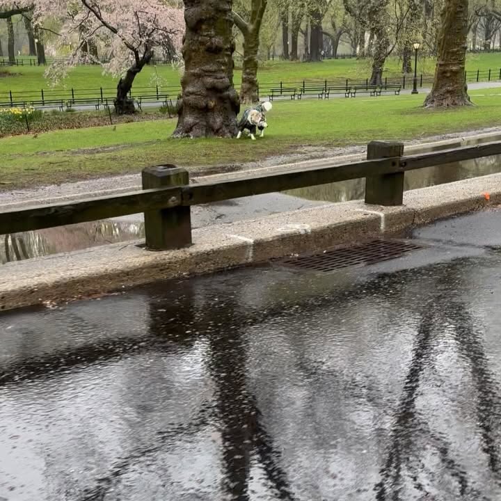 Christian J. Simon Braves NYC Rain at Central Park