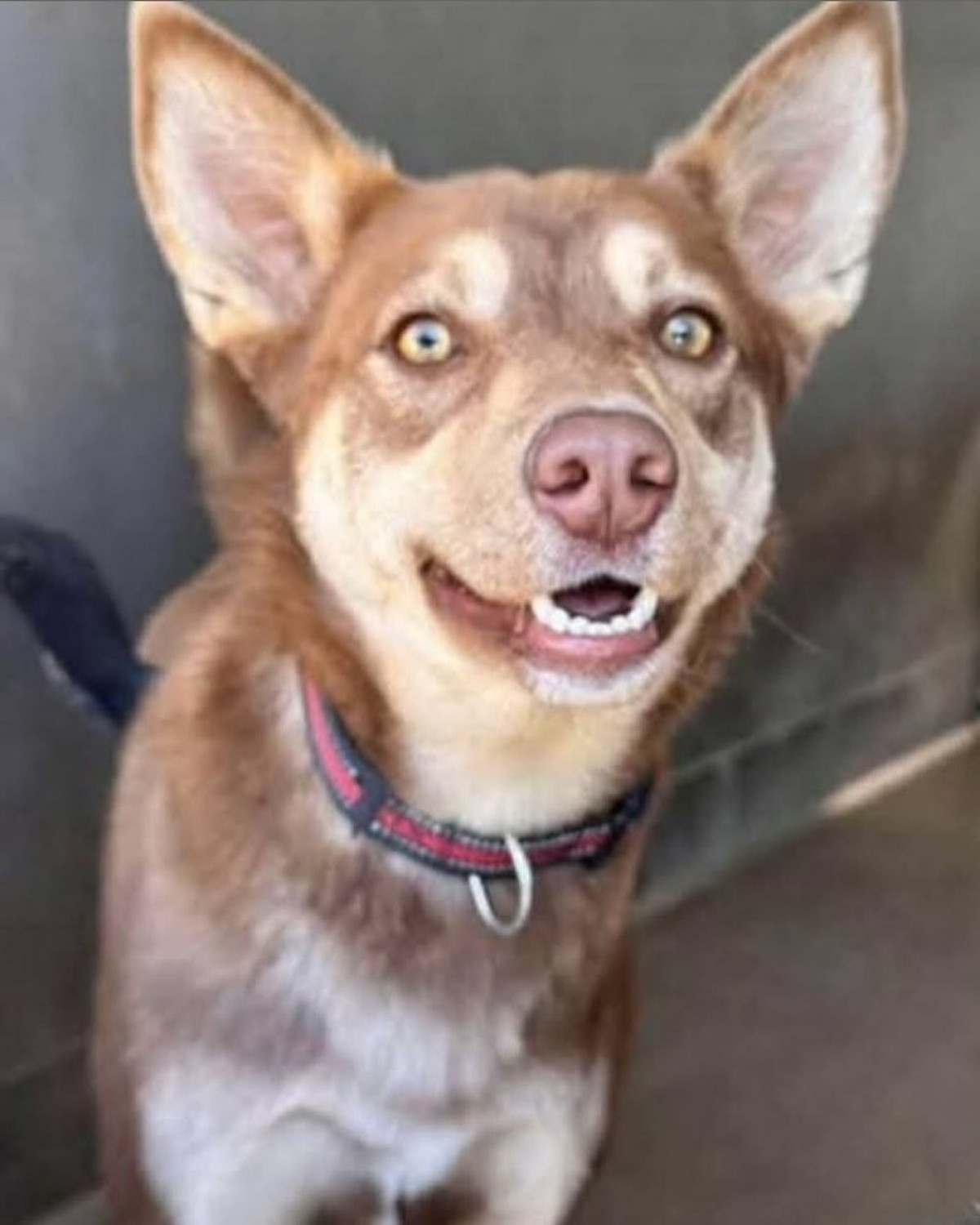 Cristina Vee Calls For Adoption For Rescued Puppy Voice actor Cristina Vee urgently seeks loving permanent care for rescued pup in LA area.