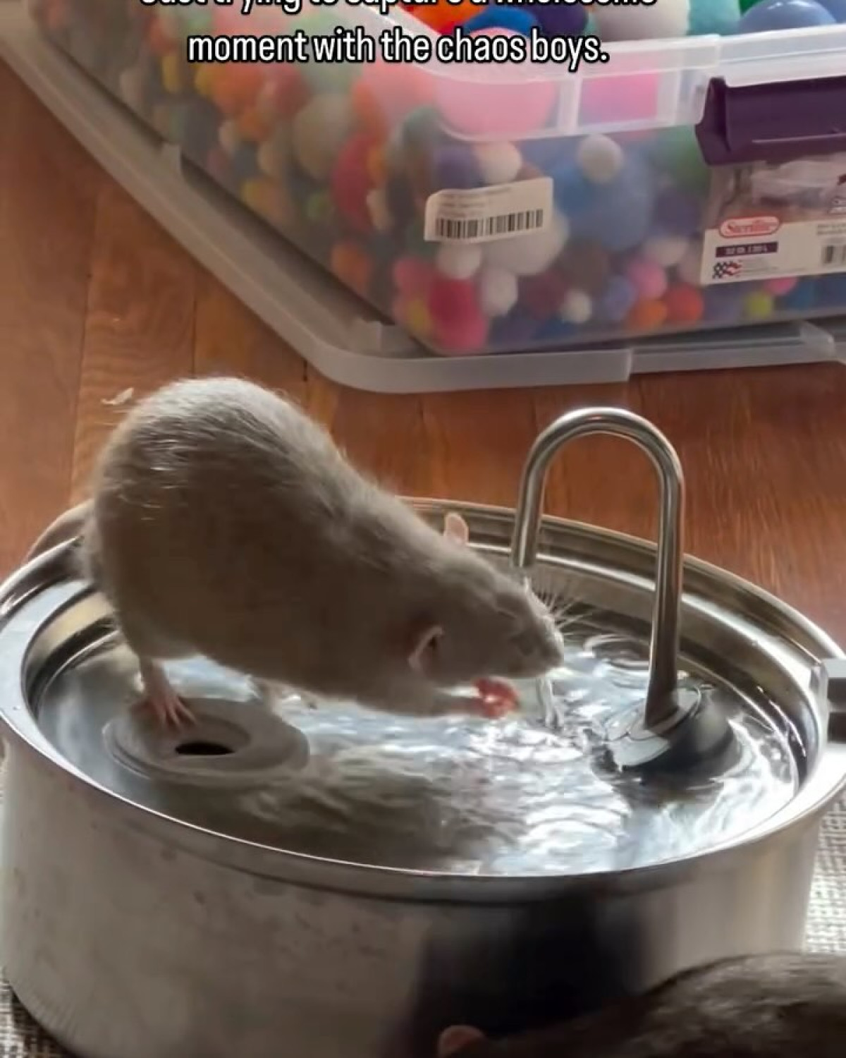 Gina Gizella's Instagram rat gallery delights users, serving wild, cute moments for joy!!