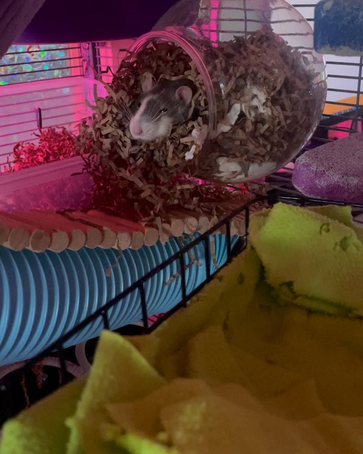 Cute Rat Account Trends On Instagram