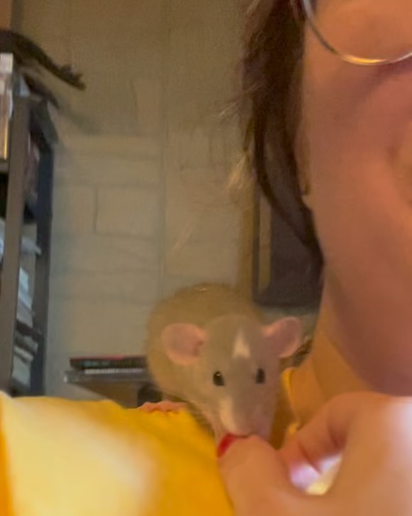 Cute Rat Account Trends On Instagram