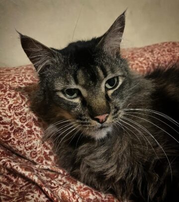 Dapper Cat Steals Spotlight On Caturday