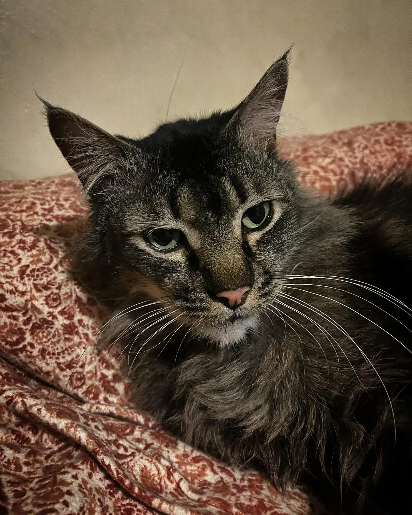 Dapper Cat Steals Spotlight On Caturday A charming feline with dapper whiskers headlines a memorable Caturday night display On IG