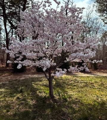 David Burtka Captures Spring Moments In Candid Photo Series