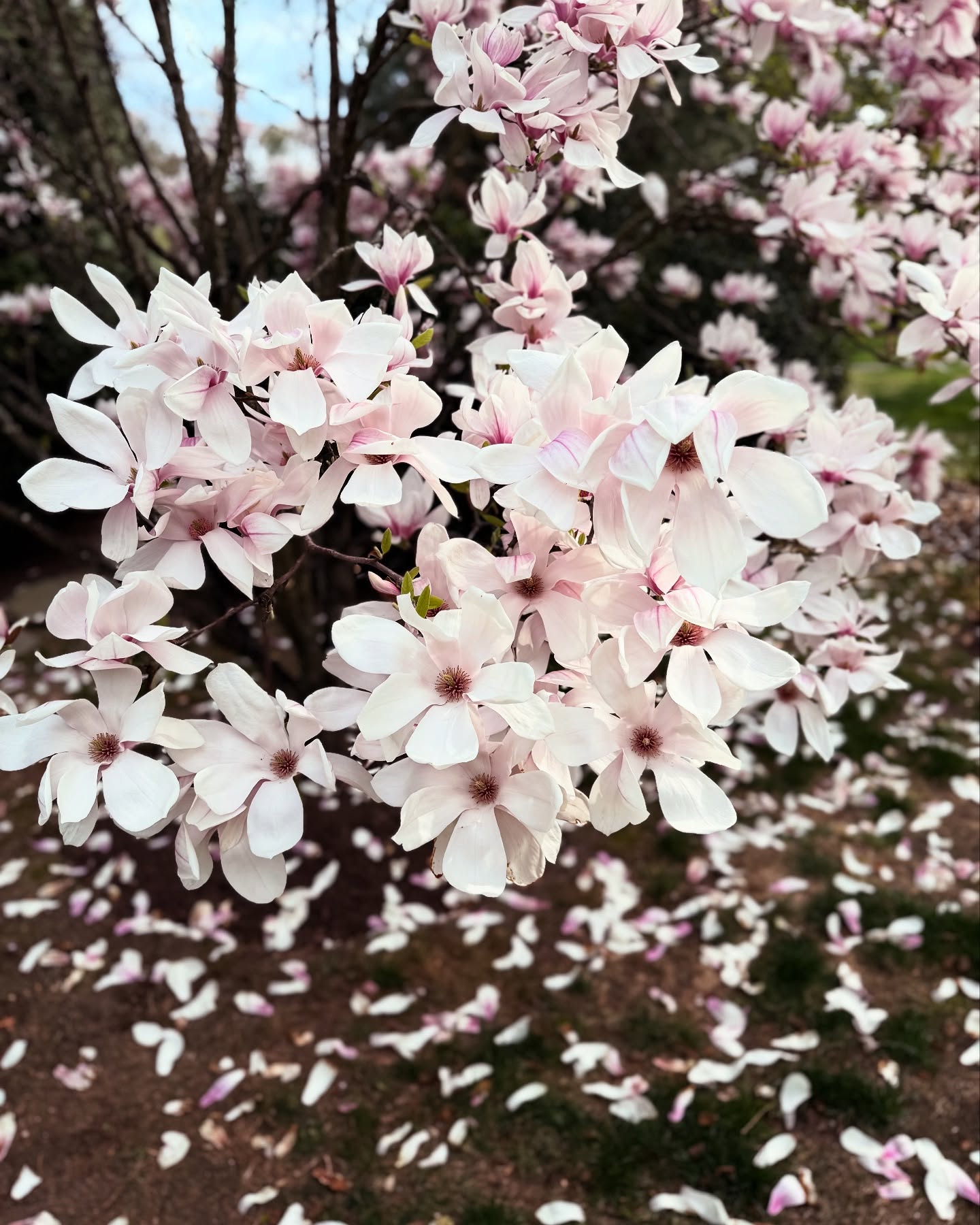 David Burtka Captures Spring Moments In Candid Photo Series