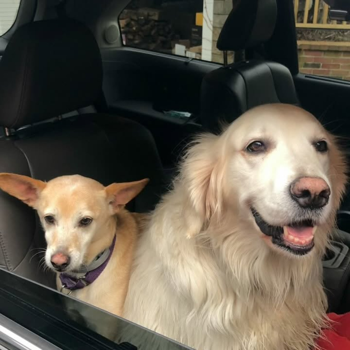 Drew Barrymore Embraces Pet Beauty Acclaimed actress and influencer inspires pet lovers with her heartfelt Instagram post.