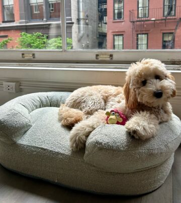 Drew Barrymore Unveils Chic Pet Beds For Fur Babies