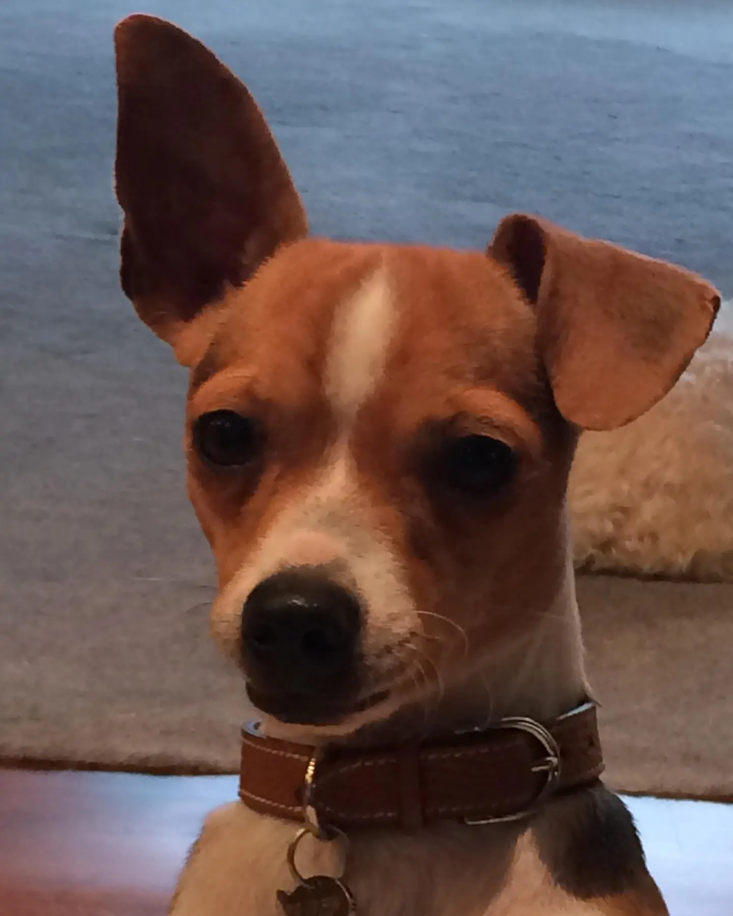 Ellen DeGeneres Bids Farewell To Beloved Pet Augie TV icon pays tribute to her rescued pet of 12 years in a heartfelt farewell message indeed.